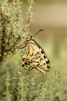 Mélissa BAYLE - Melissa Bayle  Photographie